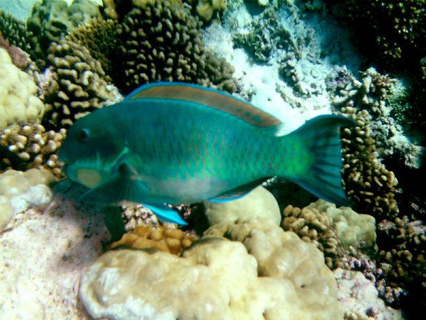 Parrot Fish munching on coral